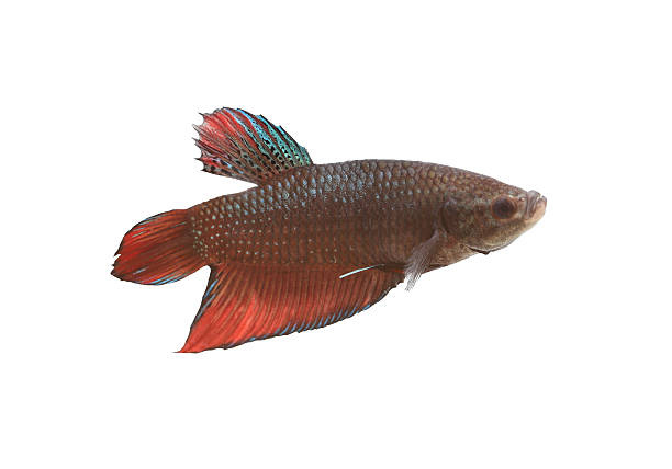 istock Red and black Fighting Fish species Thailand. 484011196