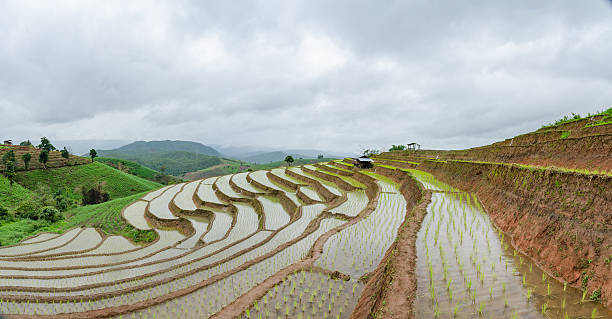 istock rice terraces in northern thailand 484011230