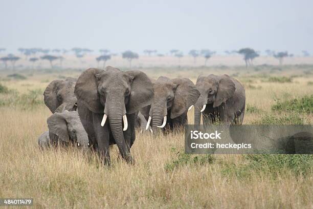 Elephants In The Savannah Stock Photo - Download Image Now - Africa, African Elephant, Animal Wildlife