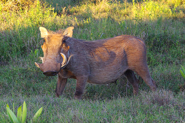 Warthog stock photo