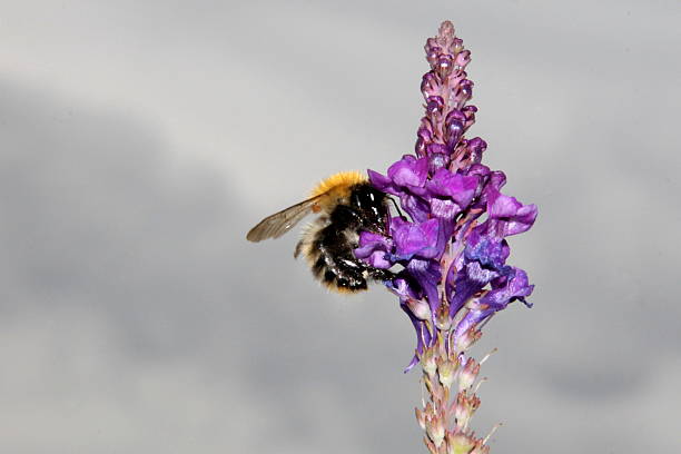 single wild frühen lila orchidee blume, nahaufnahme, bumble bee - orchid pink close to scarcity stock-fotos und bilder