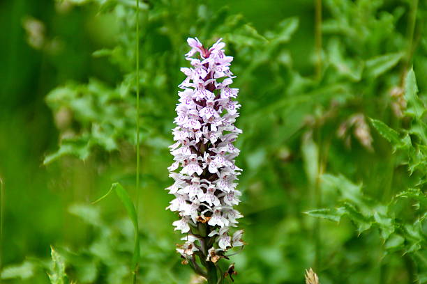 single wild frühen lila orchidee blume, nahaufnahme, verschwommene hintergrund - orchid pink close to scarcity stock-fotos und bilder