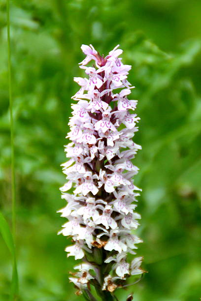 single wild frühen lila orchidee blume, nahaufnahme, verschwommene hintergrund - orchid pink close to scarcity stock-fotos und bilder