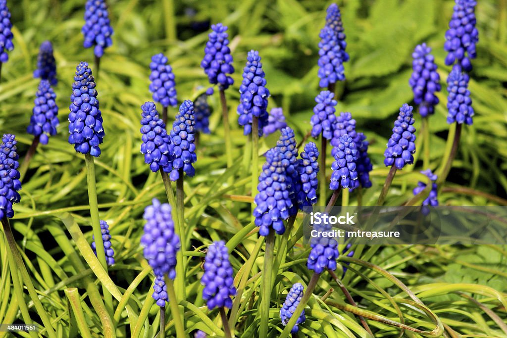 Close-up de imagem de uva hyacinths na primavera - Foto de stock de Anual - Característica da planta royalty-free