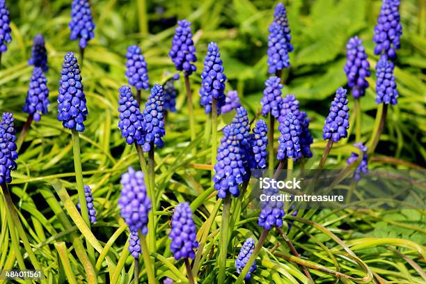 Foto de Closeup De Imagem De Uva Hyacinths Na Primavera e mais fotos de stock de Anual - Característica da planta - Anual - Característica da planta, Flor, Azul