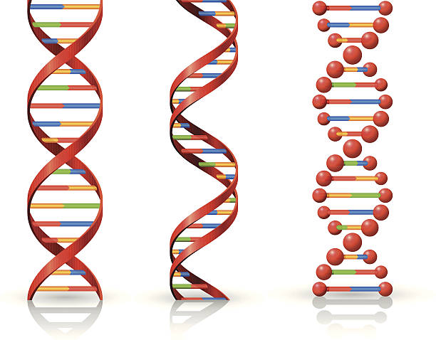 dna - helix stock illustrations