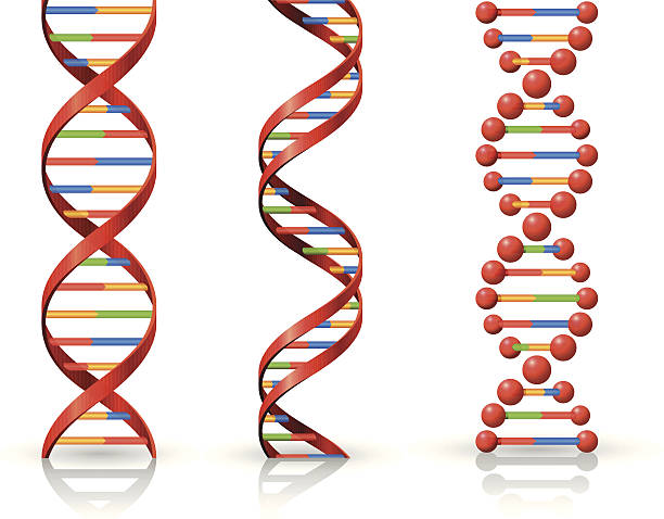 DNA High Resolution JPG,CS6 AI and Illustrator EPS 10 included. Each element is named,grouped and layered separately. Very easy to edit.  helix stock illustrations