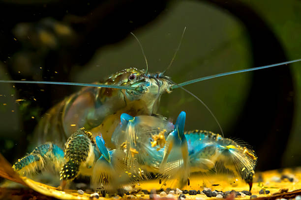 Fan Hand Shrimp On this picture you see an African fan hand Shrimp. Scientific name is Atya Gabonensis. He uses his funny fan hands to filter food out of the water. You can find this shrimp in West Africa and the atlantic side of South America. The shrimp is special to see and has a very shy behave. crevet stock pictures, royalty-free photos & images