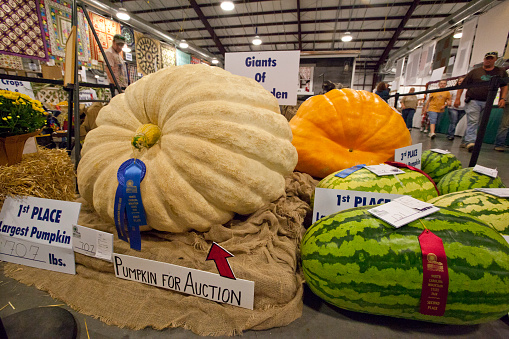Asheville, North Carolina, United States - September 16, 2008: Winners of the 2008 Giants of the Garden competition, A giant vegetable contest held annually at The North Carolina Mountain State Fair, at the Western North Carolina Agricultural Center in Asheville, North Carolina.