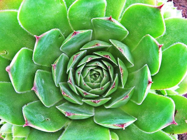 istock Green Houseleek plant 484012649