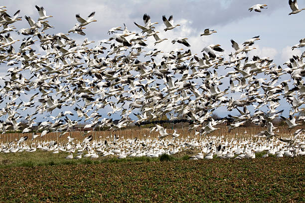 istock Flocks of snow geese 484012781