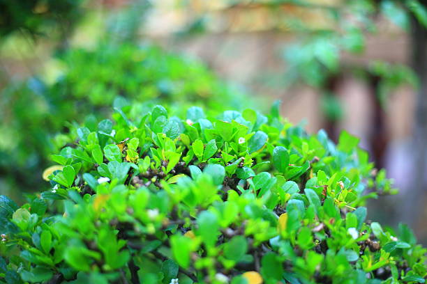 istock Beauty of Nature 484013190