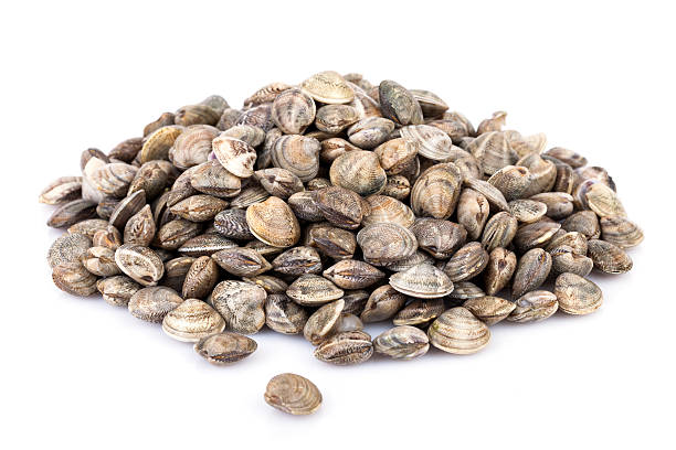 Raw Lupins Clams stock photo