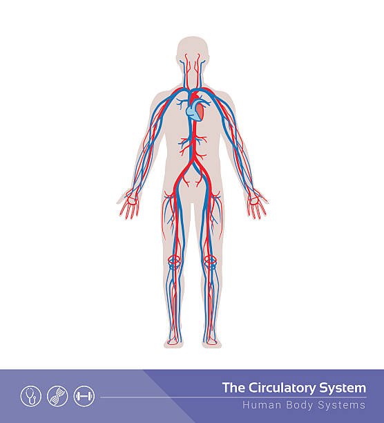 The circulatory system The circulatory or cardiovascular human body system medical illustration Human Blood Vessel stock illustrations
