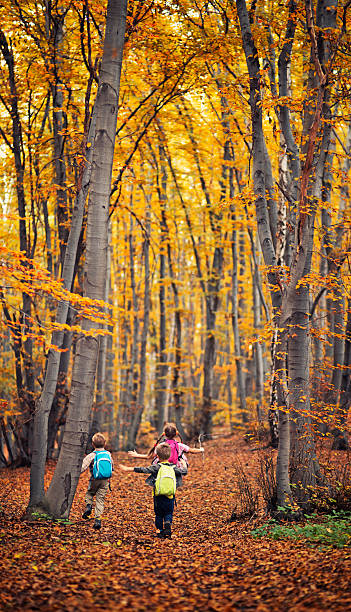 Three kids hiking in autumn beech forest. Kids are wearing backpacks and running.