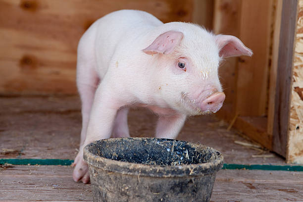istock Piglet and Food Dish 484013913