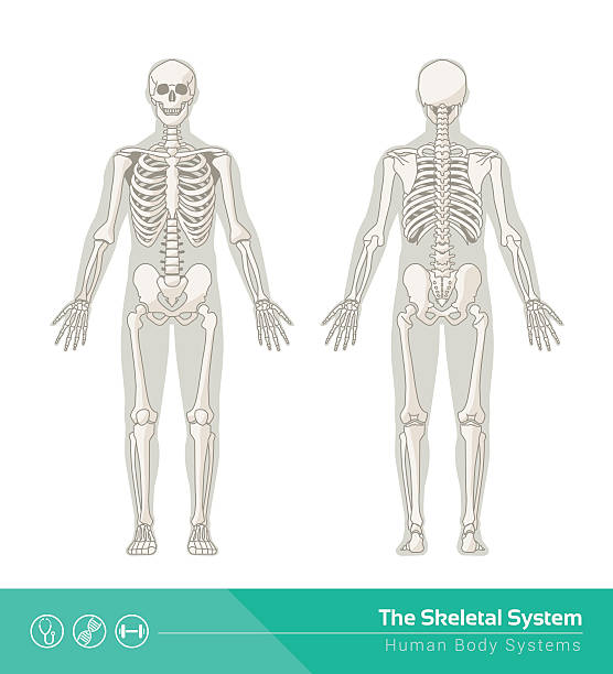 system szkieletu w - human bone illustrations stock illustrations