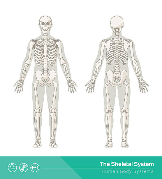 The skeletal system The human skeletal system, vector illustrations of human skeleton front and rear view back illustrations stock illustrations