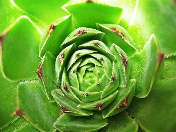 istock Semper Vivum, House leek plant 484014003