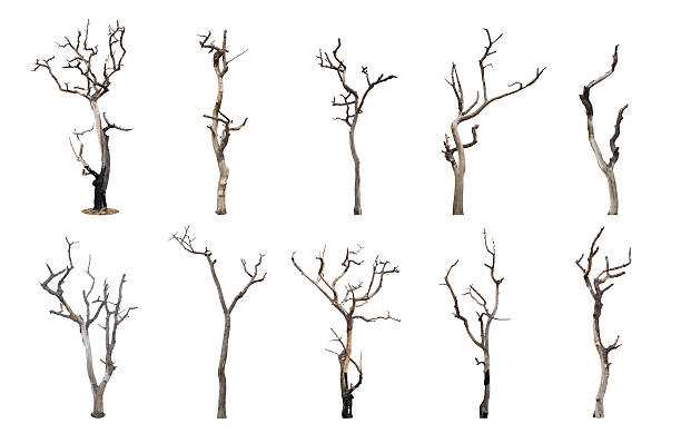 Set of dead tree isolated on white background Set of dead tree isolated on white background bare tree stock pictures, royalty-free photos & images