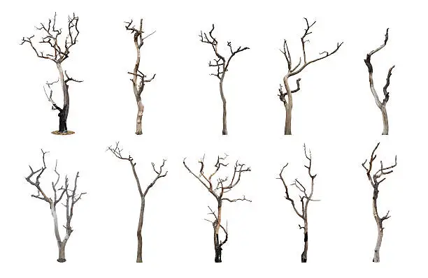 Photo of Set of dead tree isolated on white background