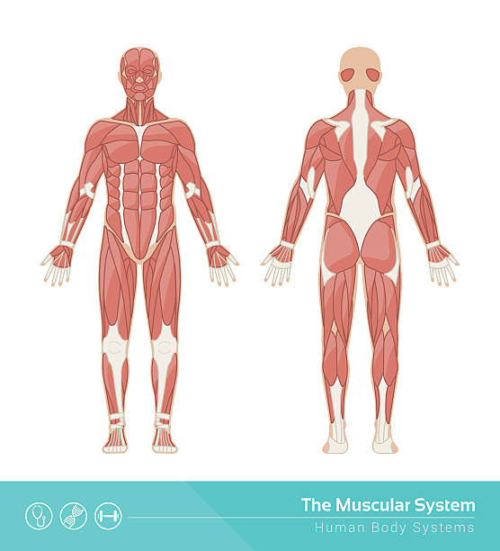 der muskel-system - muskulös stock-grafiken, -clipart, -cartoons und -symbole