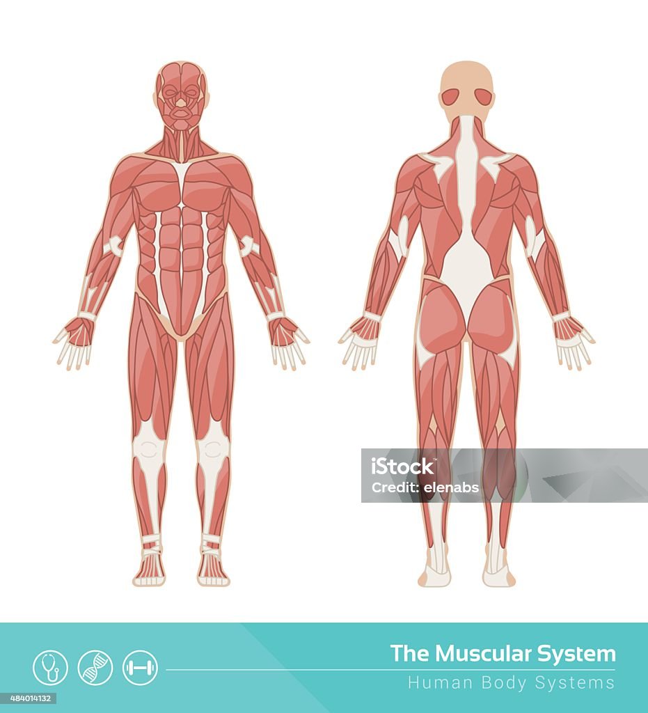The muscular system The human muscular system vector illustration, front and rear view Muscle stock vector