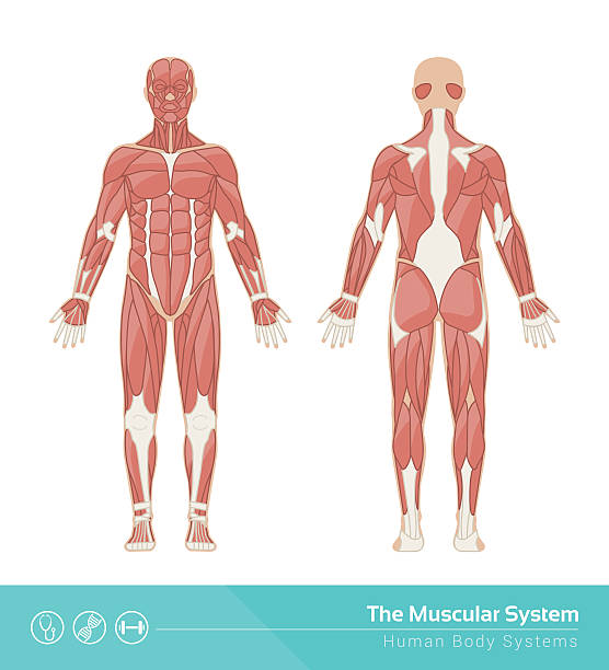 The muscular system The human muscular system vector illustration, front and rear view rhombus illustrations stock illustrations