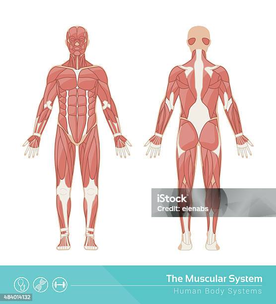 The Muscular System Stock Illustration - Download Image Now - Muscle, Muscular Build, Anatomy