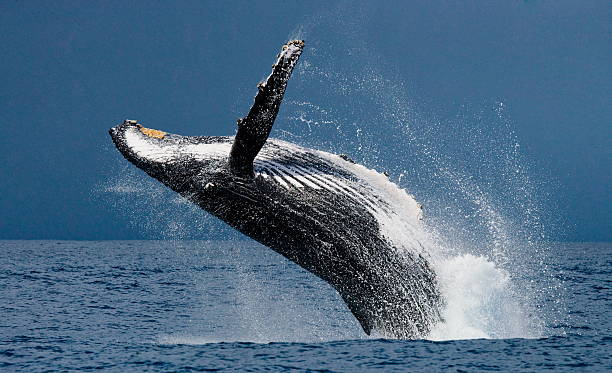 Jump, humpback, whale, Madagascar stock photo