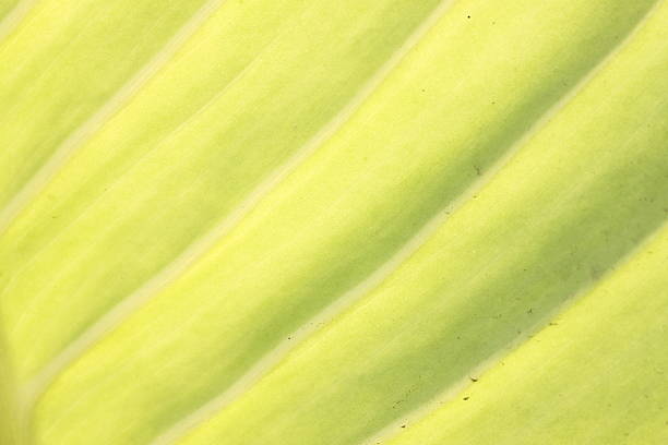 istock Surface of green leaves in a macro. 484014241