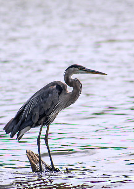 istock Great Blue Heron Standing on Log in the Water 484014538