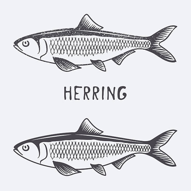hering vektor-illustration - hering stock-grafiken, -clipart, -cartoons und -symbole