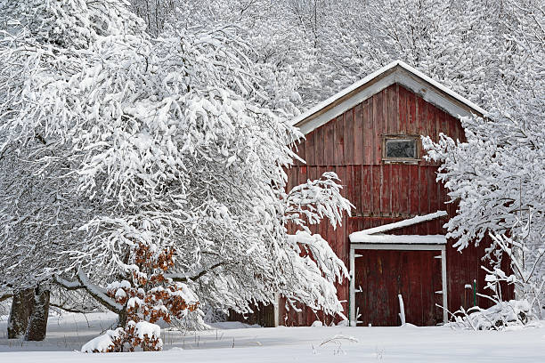 neve flocado árvores e celeiro - flocked imagens e fotografias de stock