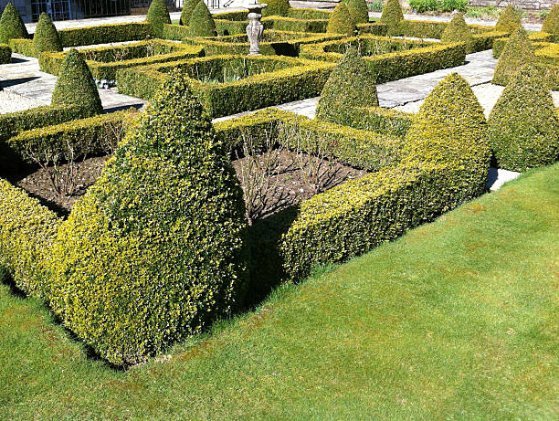 istock Image of knot garden with topiary, box hedges / hedging 484016169