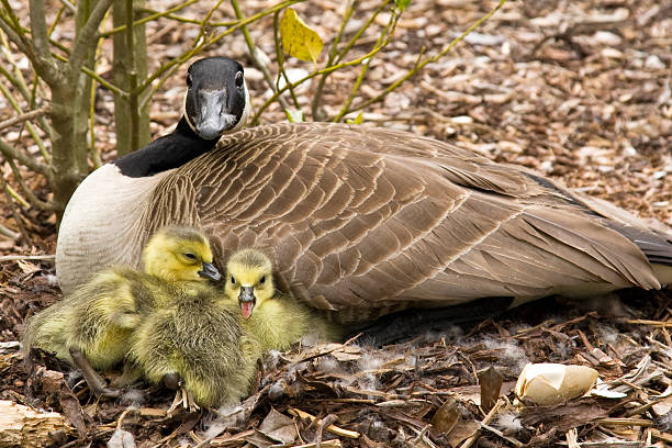Mother goose with babies