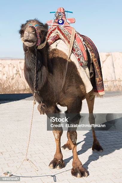 Camelo Com Sela - Fotografias de stock e mais imagens de Animal - Animal, Ao Ar Livre, Areia