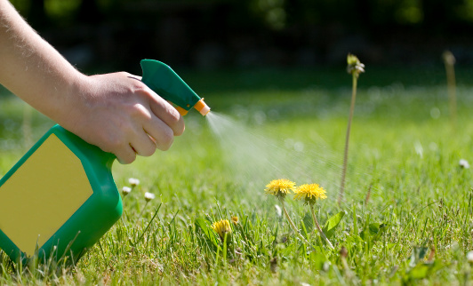 Spraying dandelions with a green and yellow atomizer in the garden.