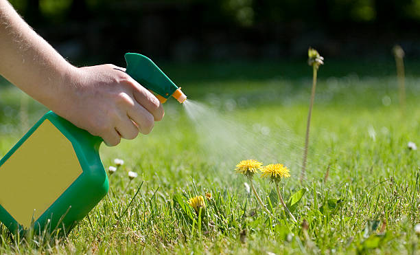 Spraying the dandelions Spraying dandelions with a green and yellow atomizer in the garden. spraying stock pictures, royalty-free photos & images
