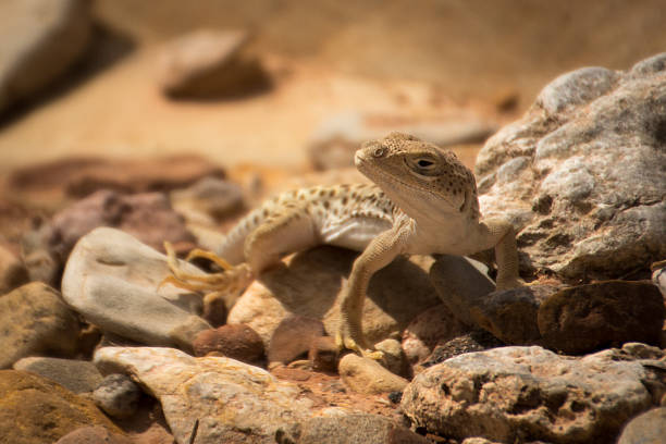 istock Long-nosed Leopard Lizard, Gambelia wislizenii 484018298