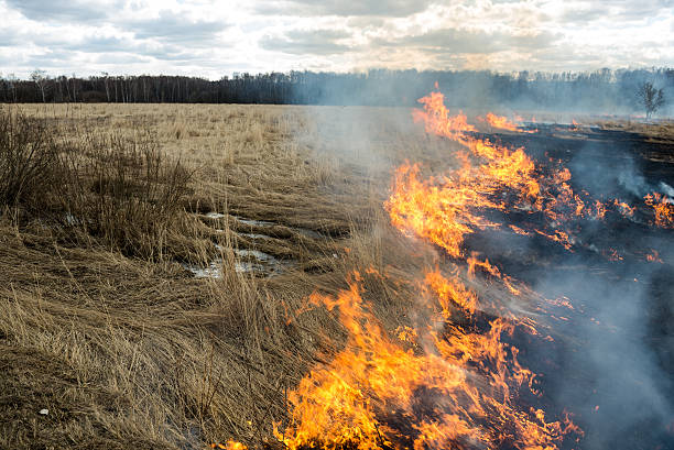 istock Fire. old grass burning in a field near the forest 484018589