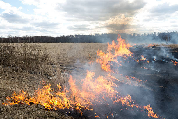 istock Fire. old grass burning in a field near the forest 484018599