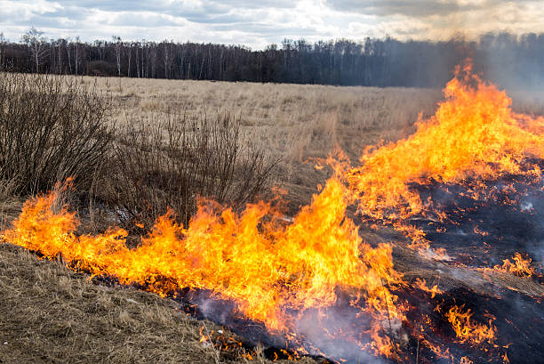istock Fire. old grass burning in a field near the forest 484018601