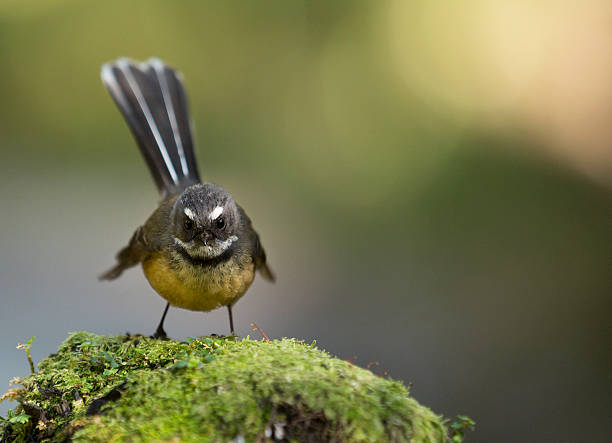 Angry Bird stock photo