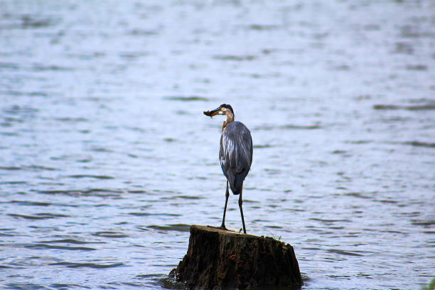 istock Great Blue Heron With Fish in Mouth 484019768