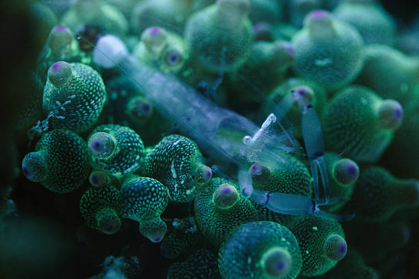 Anemone Shrimp in Bubble Tip Anemone
