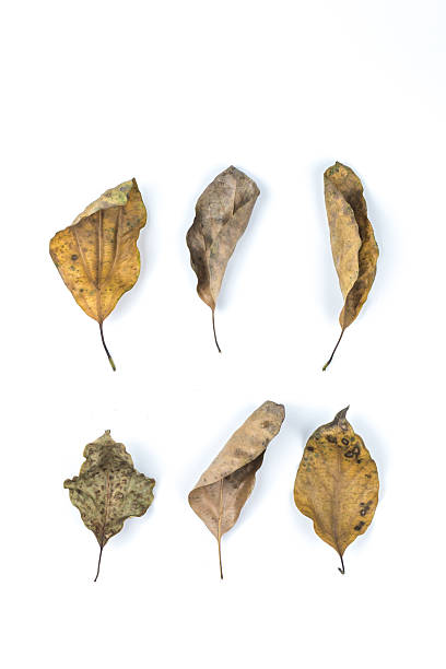 istock Dry leaves isolated on white 484021060