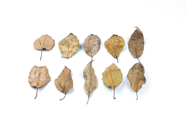 istock Dry leaves isolated on white 484021070