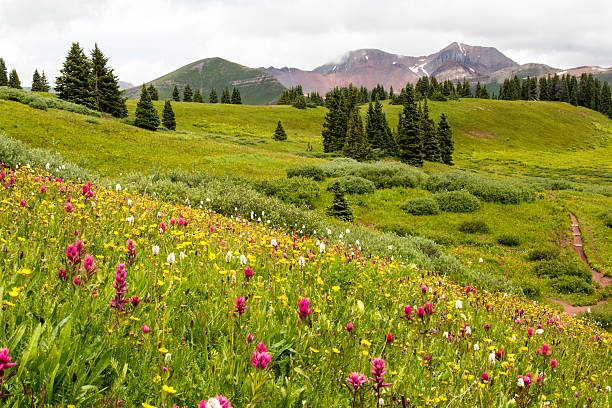 istock Wildflowers and the Colorado Trail at Engineer Mountain 484021190