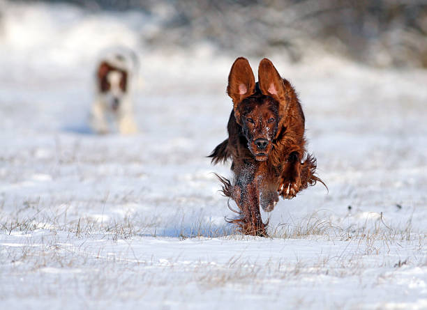 Running dog Speedy Irish Setter running to the camera irish red and white setter stock pictures, royalty-free photos & images